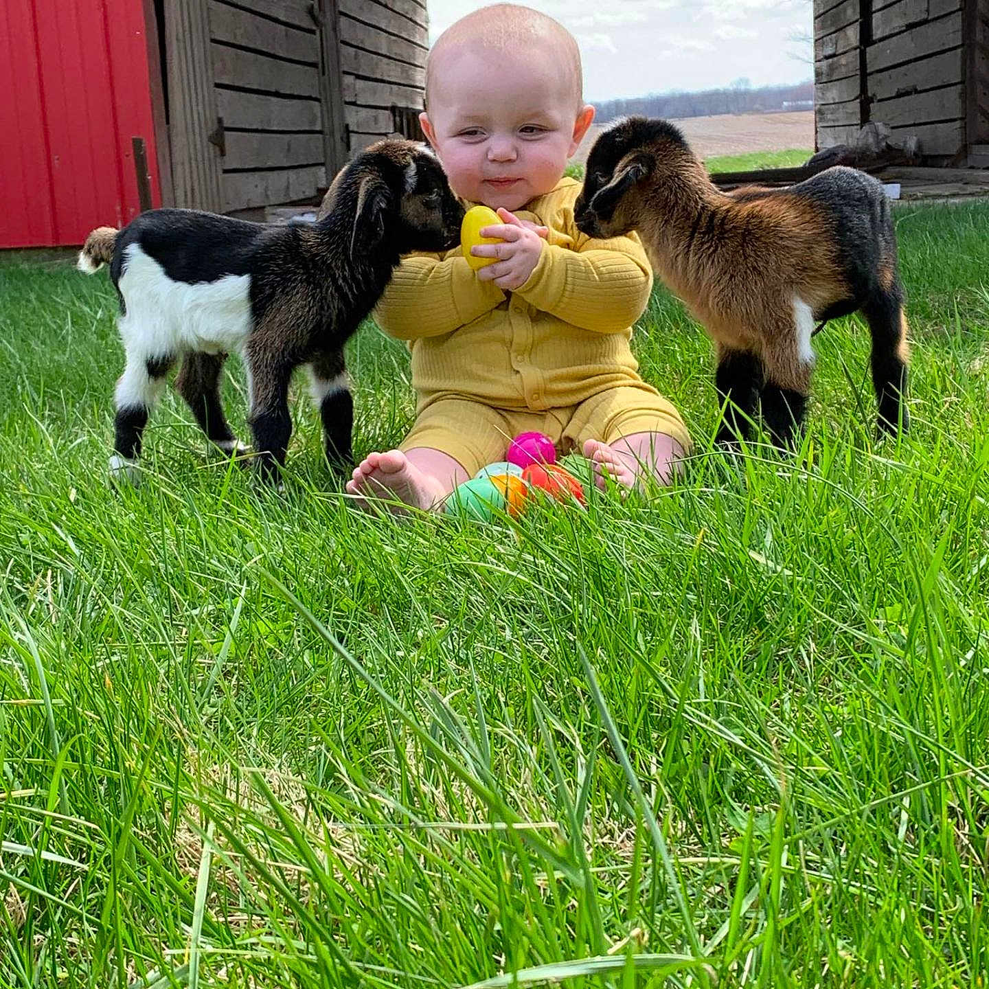 Alden joined the competition — help win amazing prizes! animal, architecture, baby, backyard, building, face, field, grass, grassland, head, livestock, nature, outdoors, person, photography, plant, portrait, sheep, shelter, yard