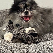 Osy is registered to the contest to win money with this photo: animal, bed, blanket, closeup, companion, cozy, cute, dog, fluffy, fur, happy, indoor, pet, playful, plush_toy, resting, small_dog, smiling, tongue_out, toy