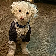 Tim joined the competition — help win amazing prizes! dog, white_dog, curly_fur, pet, indoor, wooden_floor, clothing, suit, pinstripe, small_dog, cute, attentive, looking_up, domestic_animal, companion, animal_portrait, furry, adorable, pet_accessory, blue_collar