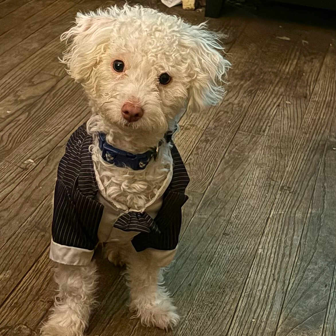 Tim joined the competition — help win amazing prizes! dog, white_dog, curly_fur, pet, indoor, wooden_floor, clothing, suit, pinstripe, small_dog, cute, attentive, looking_up, domestic_animal, companion, animal_portrait, furry, adorable, pet_accessory, blue_collar