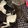 Frankie is registered to the contest to win money with this photo: cat, dog, bed, blanket, pillow, patterned_bedding, sleeping, resting, animal, pet, cute, cozy, indoor, friendship, gray_cat, black_and_white_dog, fur, domestic, comfort, napping