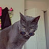 Frankie joined the competition — help win amazing prizes! cat, gray_cat, sunglasses, indoor, furniture, couch, door, clothing, pet, animal, whiskers, ears, eyes, standing, looking, household, stylish, funny, portrait, cute