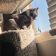 Frankie is registered to the contest to win money with this photo: cat, gray_cat, cat_tree, window, sunlight, blinds, indoor, pet, animal, carpeted, looking_out, daylight, resting, feline, home, quiet, peaceful, curtain_cord, shadow, cozy