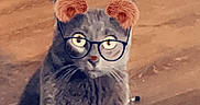 Frankie joined the competition — help win amazing prizes! cat, grey_cat, animal, pet, indoor, floor, wooden_floor, glasses_filter, bear_ears_filter, sparkles, digital_filter, cute, sitting, feline, domestic_animal, looking_up, whiskers, ears, face, funny