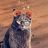cat, grey_cat, animal, pet, indoor, floor, wooden_floor, glasses_filter, bear_ears_filter, sparkles, digital_filter, cute, sitting, feline, domestic_animal, looking_up, whiskers, ears, face, funny