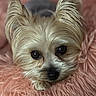 Bunny joined the competition — help win amazing prizes! adorable, animal, close_up, cozy, cute, dog, ears, eyes, face, fluffy, fur, fuzzy, indoor, looking, pet, pink_blanket, portrait, resting, small_dog, soft_texture