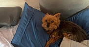 Bunny joined the competition — help win amazing prizes! animal, bed, blue_pillow, comfort, companion, cozy, cute, dog, domestic_animal, fur, gray_pillow, indoor, laying_down, pet, pillow, relaxing, resting, sleepy, small_dog, wooden_headboard
