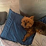 animal, bed, blue_pillow, comfort, companion, cozy, cute, dog, domestic_animal, fur, gray_pillow, indoor, laying_down, pet, pillow, relaxing, resting, sleepy, small_dog, wooden_headboard