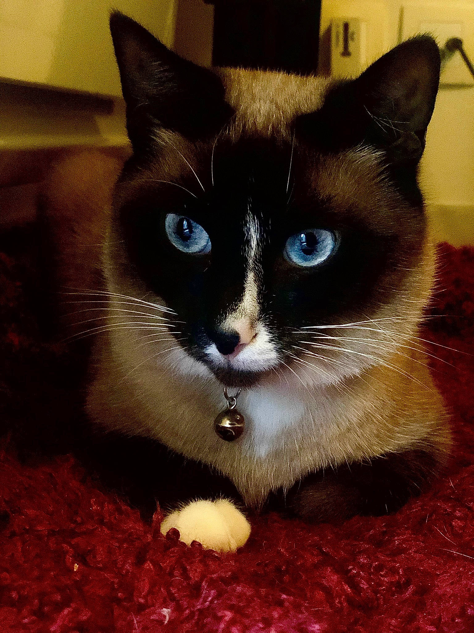 Maya a rejoint le concours — aidez-le/la à gagner de superbes lots ! black_cat, carnivore, cat, cat_furniture, cat_supply, comfort, domestic_short_haired_cat, electric_blue, fawn, felidae, flooring, fur, paw, pet_supply, siamese, small_to_medium_sized_cats, snout, tail, terrestrial_animal, whiskers