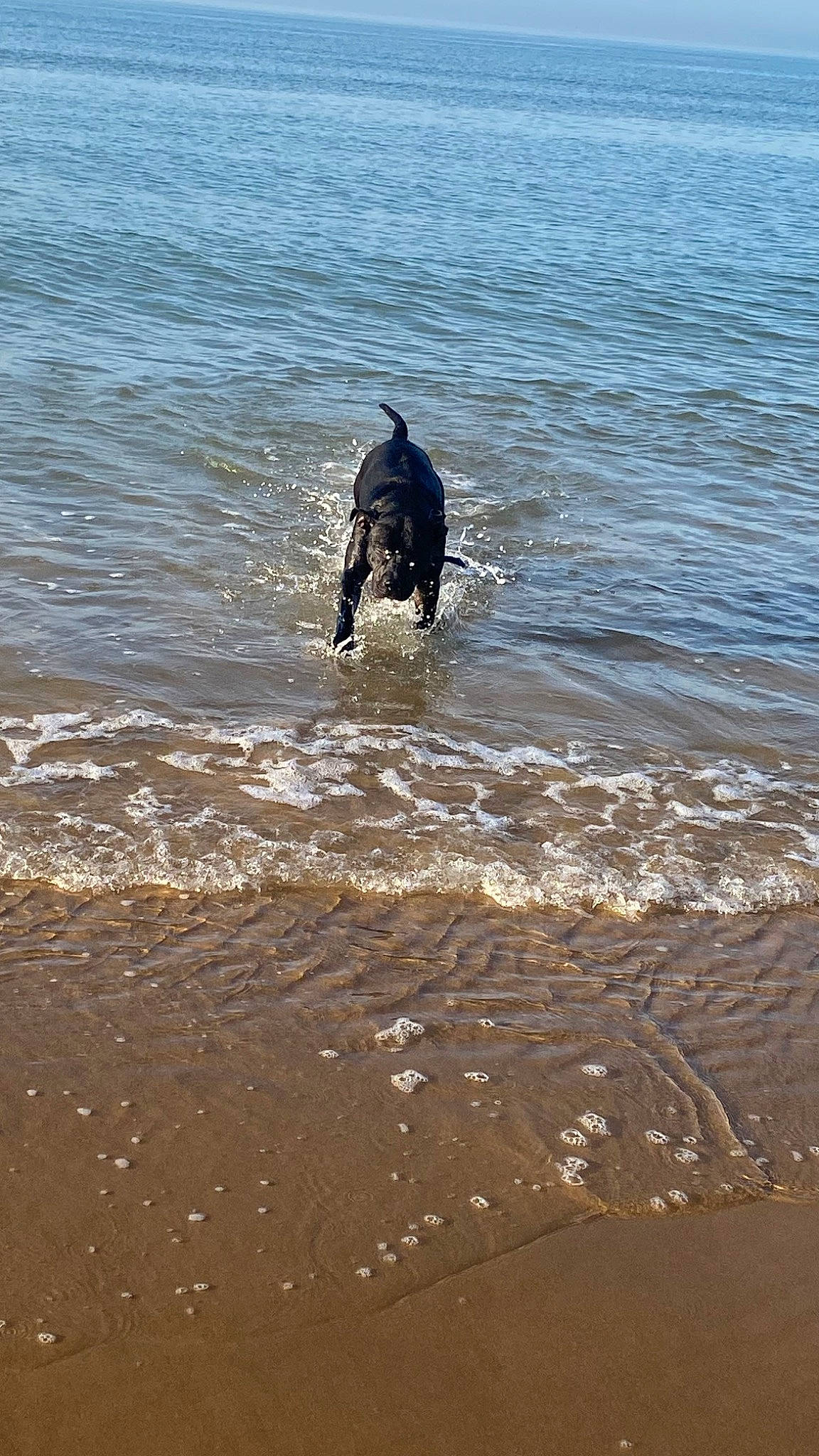 Rio a rejoint le concours — aidez-le/la à gagner de superbes lots ! beach, canidae, carnivore, coast, dog, dog_breed, fun, hunting_dog, lake, ocean, recreation, sand, sporting_group, tail, tide, water, wave, wind_wave, working_animal