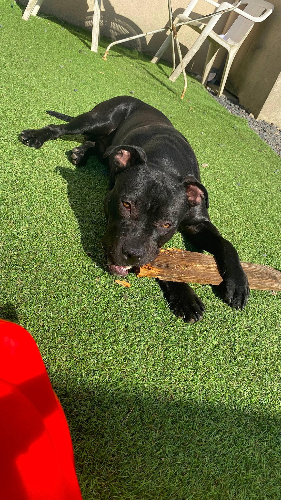 Rio a rejoint le concours — aidez-le/la à gagner de superbes lots ! artificial_turf, borador, canidae, carnivore, companion_dog, dog, dog_breed, grass, groundcover, guard_dog, hunting_dog, lawn, liver, plant, snout, sporting_group, tail, terrestrial_animal, working_animal, working_dog