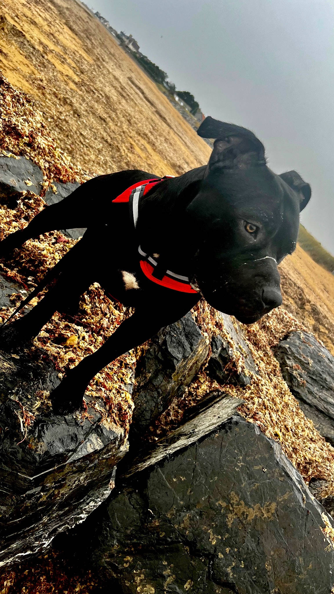 Rio a rejoint le concours — aidez-le/la à gagner de superbes lots ! adventure, canidae, carmine, carnivore, collar, companion_dog, dog, dog_breed, dog_collar, fashion_accessory, fawn, guard_dog, leash, pet_supply, sky, snout, sporting_group, tail, working_animal, working_dog