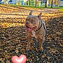 animal, autumn, blue_sky, canine, daylight, dog, grass, gravel, happy, leash, leaves, nature, outdoor, park, path, pet, smiling, sunlight, trees, walking
