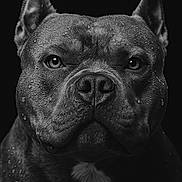 Saiko participe au concours pour gagner de l'argent avec cette photo : animal, black_and_white, canine, close_up, dark_background, dog, ears, expression, fur, intense_gaze, macro, muscular, pet, photography, portrait, snout, studio_lighting, water_droplets, wet, whiskers