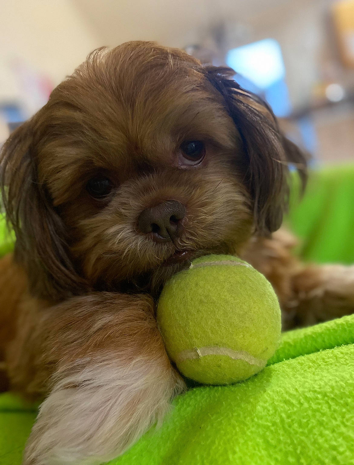 Copper joined the competition — help win amazing prizes! ball, canidae, carnivore, companion_dog, dog, dog_breed, dog_supply, dog_toy, fawn, fur, grass, liver, snout, sporting_group, sports_toy, tennis_ball, tennis_equipment, toy, toy_dog, working_animal