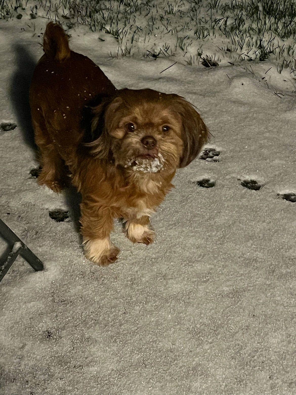 Copper joined the competition — help win amazing prizes! asphalt, canidae, carnivore, companion_dog, dog, dog_breed, fawn, fur, liver, road_surface, small_terrier, snout, soil, sporting_group, terrestrial_animal, terrier, toy_dog, wood, working_animal