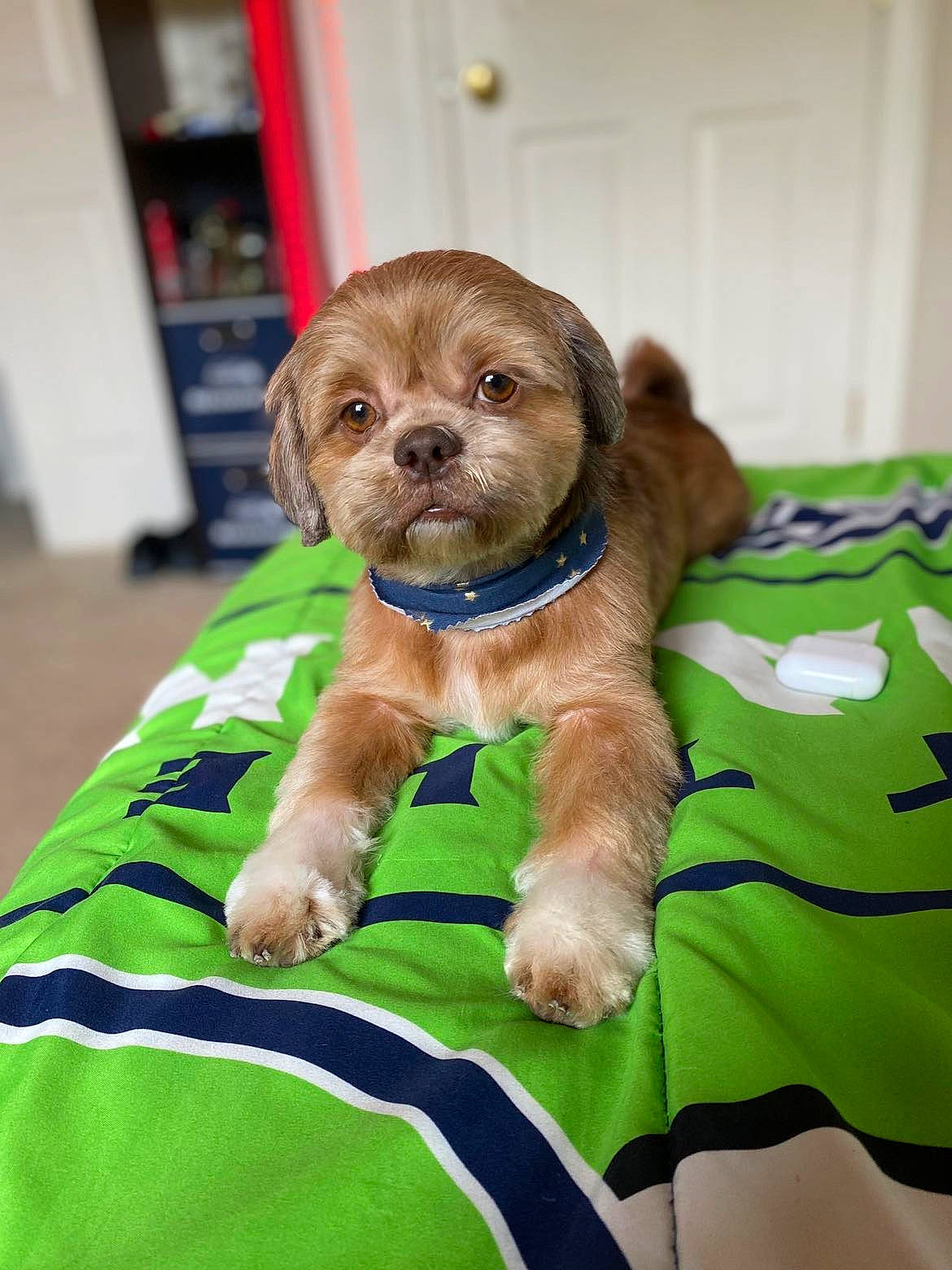 Copper is registered to the contest to win money with this photo: border_terrier, canidae, carnivore, comfort, companion_dog, dog, dog_breed, dog_clothes, dog_supply, fawn, fur, liver, pet_supply, small_terrier, snout, sporting_group, terrier, toy, toy_dog, working_animal