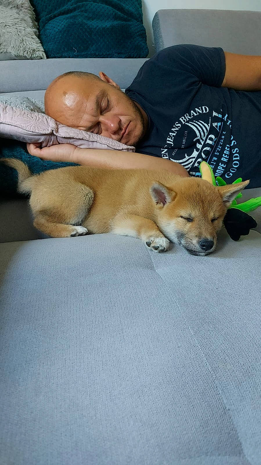 Pippo a rejoint le concours — aidez-le/la à gagner de superbes lots ! canidae, carnivore, comfort, companion_dog, dog, dog_breed, fawn, flooring, fur, linens, nap, non_sporting_group, sitting, small_to_medium_sized_cats, spitz, sporting_group, tail, whiskers, wildlife, wood