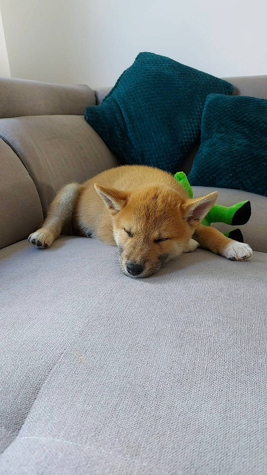 Pippo a rejoint le concours — aidez-le/la à gagner de superbes lots ! canidae, carnivore, comfort, companion_dog, corgi_chihuahua, couch, dog, dog_breed, fawn, flooring, fur, sporting_group, tail, terrestrial_animal, wood, working_animal