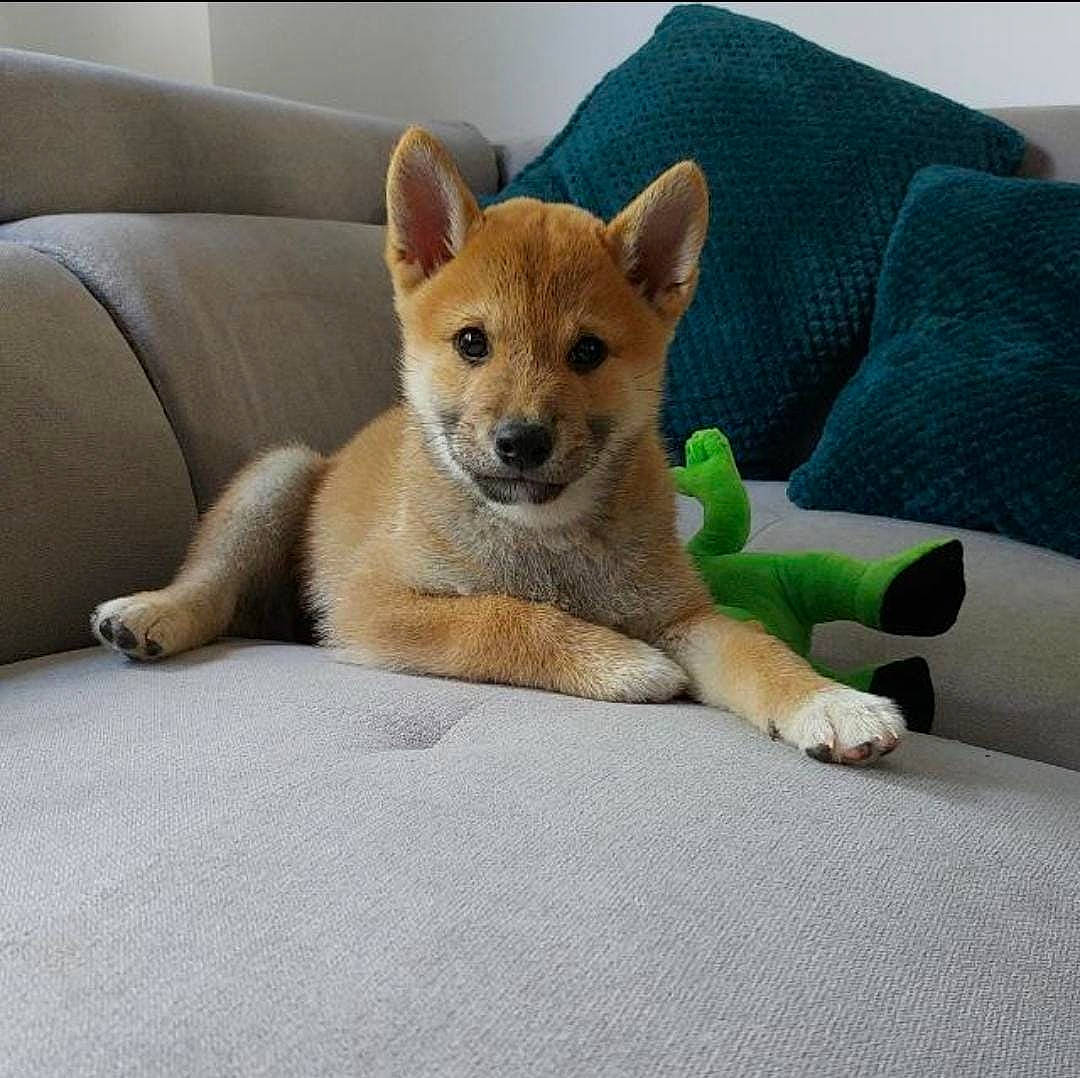 Pippo participe au concours pour gagner de l'argent avec cette photo : canidae, carnivore, comfort, companion_dog, couch, dingo, dog, dog_breed, fawn, foot, fur, non_sporting_group, paw, snout, sporting_group, tail, terrestrial_animal, whiskers, wildlife, working_animal