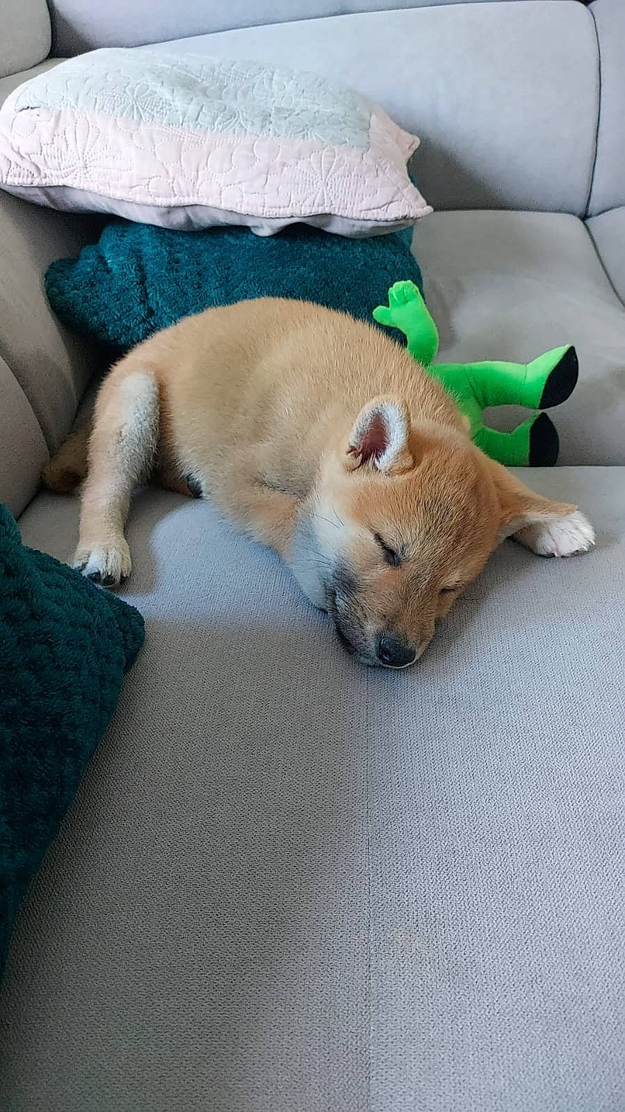 Pippo a rejoint le concours — aidez-le/la à gagner de superbes lots ! canidae, carnivore, comfort, companion_dog, dog, dog_breed, dog_supply, fawn, flooring, fur, linens, nap, non_sporting_group, paw, puppy, snout, sporting_group, tail, whiskers, working_animal