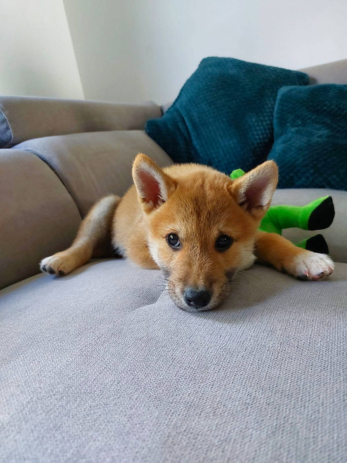 Pippo a rejoint le concours — aidez-le/la à gagner de superbes lots ! canidae, canis, carnivore, comfort, companion_dog, dingo, dog, dog_breed, fawn, fur, room, snout, spitz, sporting_group, tail, terrestrial_animal, whiskers, wildlife, wood, working_animal