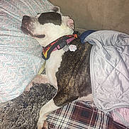 Molly May joined the competition — help win amazing prizes! animal, blanket, brindle, collar, comfort, couch, cozy, dog, domestic, fabric, fur, indoor, pattern, paw_tag, pet, pillow, plaid, relaxation, resting, sleeping