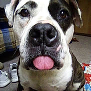 Molly May joined the competition — help win amazing prizes! dog, close_up, tongue_out, indoor, carpet, bed, blanket, plaid, shoes, pet, canine, brown, white, black, floor, cute, animal, face, ears, nose