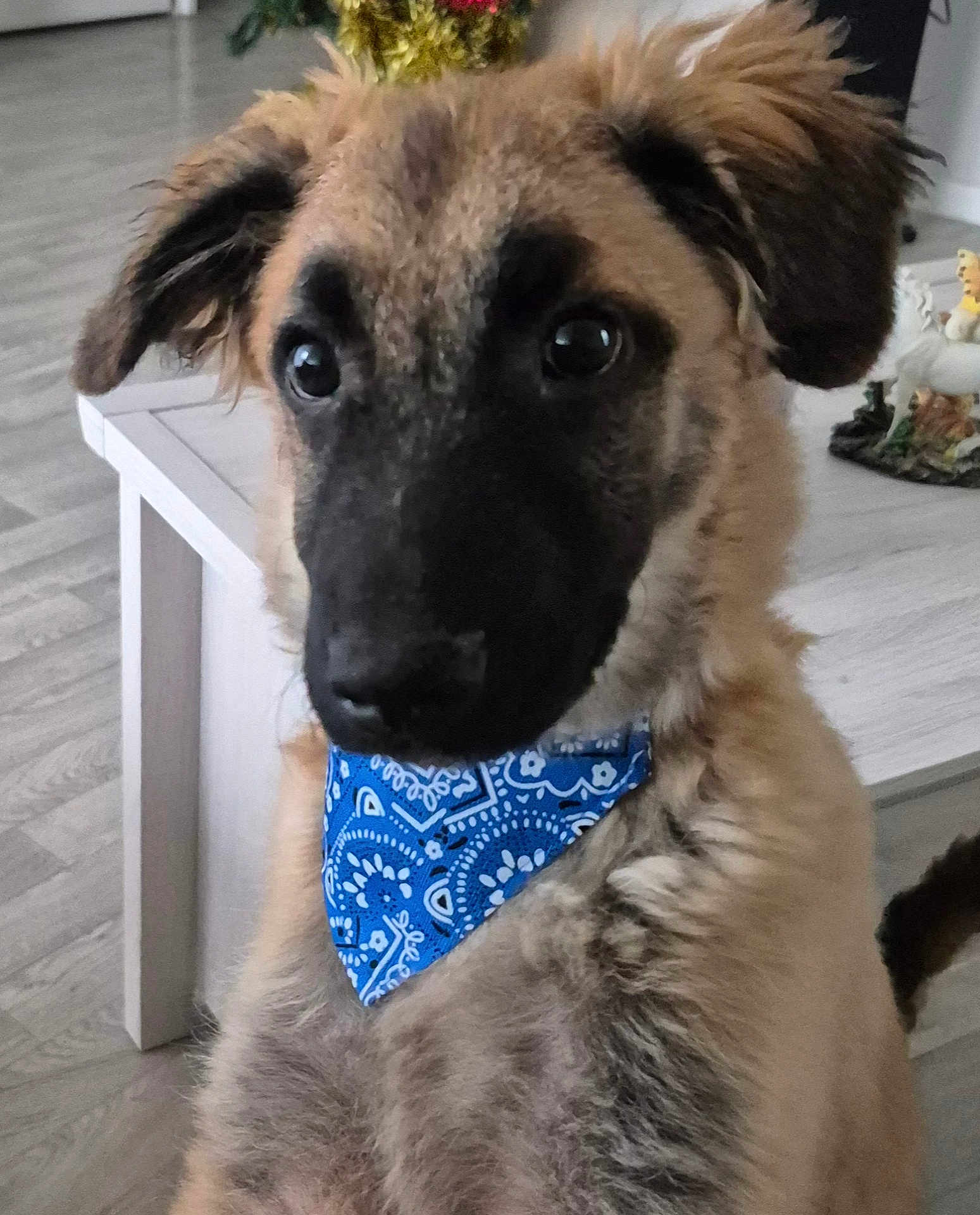 Max a rejoint le concours — aidez-le/la à gagner de superbes lots ! puppy, dog, bandana, blue, indoor, pet, curious, fluffy, closeup, table, floor, decor, animal, young, cute, ears, face, fur, brown, black
