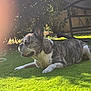 dog, french_bulldog, grass, outdoor, sunlight, garden, animal, pet, lawn, relaxed, canine, greenery, summer, resting, nature, chair, hose, shade, daytime, brindle