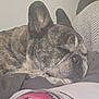 dog, french_bulldog, sleeping, brindle, pet, cushion, indoor, resting, cozy, closeup, animal, snout, ears, fur, comfort, relaxed, paw, face, home, quiet