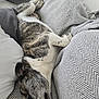 dog, brindle, white, blanket, texture, fabric, resting, relaxed, pet, indoor, comfort, sleepy, canine, fur, closeup, paw, nap, cozy, couch, home