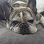 dog, french_bulldog, sleepy, resting, cushion, close_up, pet, indoor, animal, ears, face, wrinkles, nose, fur, relaxed, cute, companion, home, cozy, laying_down