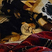 Bill joined the competition — help win amazing prizes! animal, black, blanket, brown, comfort, cozy, dog, fur, home, indoor, patterned_blanket, pet, quiet, relaxation, resting, sleeping, soft, tan, warm, window