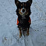 Bill is registered to the contest to win money with this photo: alert, animal, black, canine, closeup, cold, dog, front_view, fur, jacket, nature, orange, outdoor, paw, pet, sitting, snow, snowy_ground, winter, winter_clothing