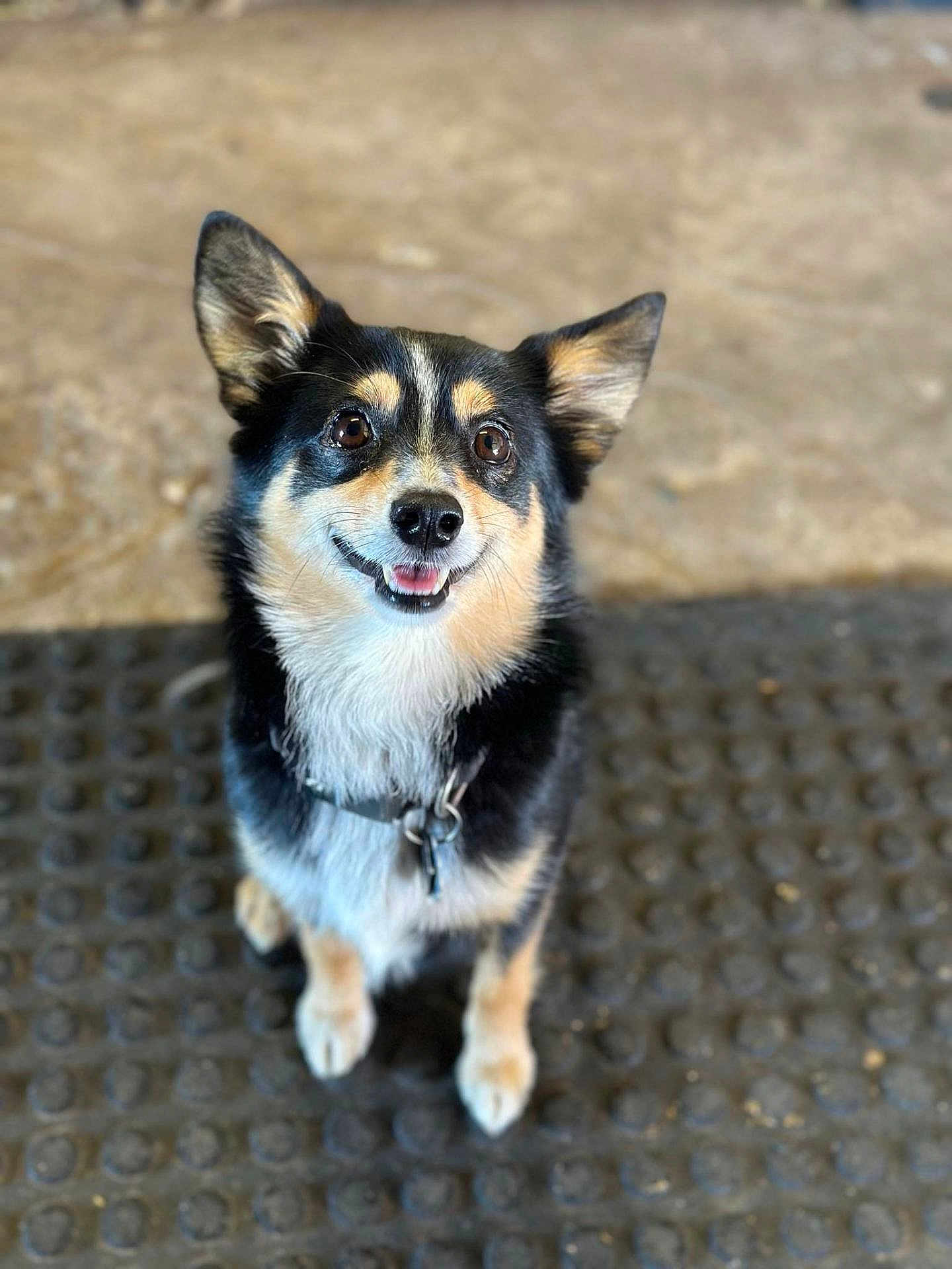 Bill is registered to the contest to win money with this photo: animal, black_fur, blurred_background, canine, closeup, collar, cute, dog, domestic_animal, ears, eyes, fur, happy, looking_up, outdoor, pet, portrait, sitting, smile, tan_fur