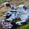Balto participe au concours pour gagner de l'argent avec cette photo : cat, gray_cat, white_cat, playful, grass, outdoor, toy, giraffe_pattern, stretching, fur, pet, animal, nature, relaxed, happy, whiskers, paws, collar, playtime, cute