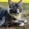cat, maine_coon, animal, pet, outdoor, grass, fur, ears, whiskers, eyes, close_up, mammal, nature, relaxing, lying_down, domestic_cat, young_cat, portrait, feline, focused