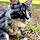 Balto