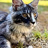 cat, animal, feline, close_up, outdoor, grass, fur, whiskers, ears, eyes, nature, pet, mammal, portrait, young_cat, gray, white, relaxed, curious, background_blur
