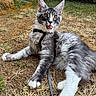 Balto participe au concours pour gagner de l'argent avec cette photo : cat, gray_cat, white_paws, outdoor, grass, dry_grass, harness, leash, playful, tongue_out, pet, animal, fur, whiskers, ears, nature, relaxed, young_cat, ground, daylight
