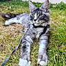 cat, gray_tabby, outdoor, grass, leash, harness, pet, animal, feline, whiskers, ears, golden_eyes, fluffy, paws, resting, nature, curious, young_cat, closeup, portrait