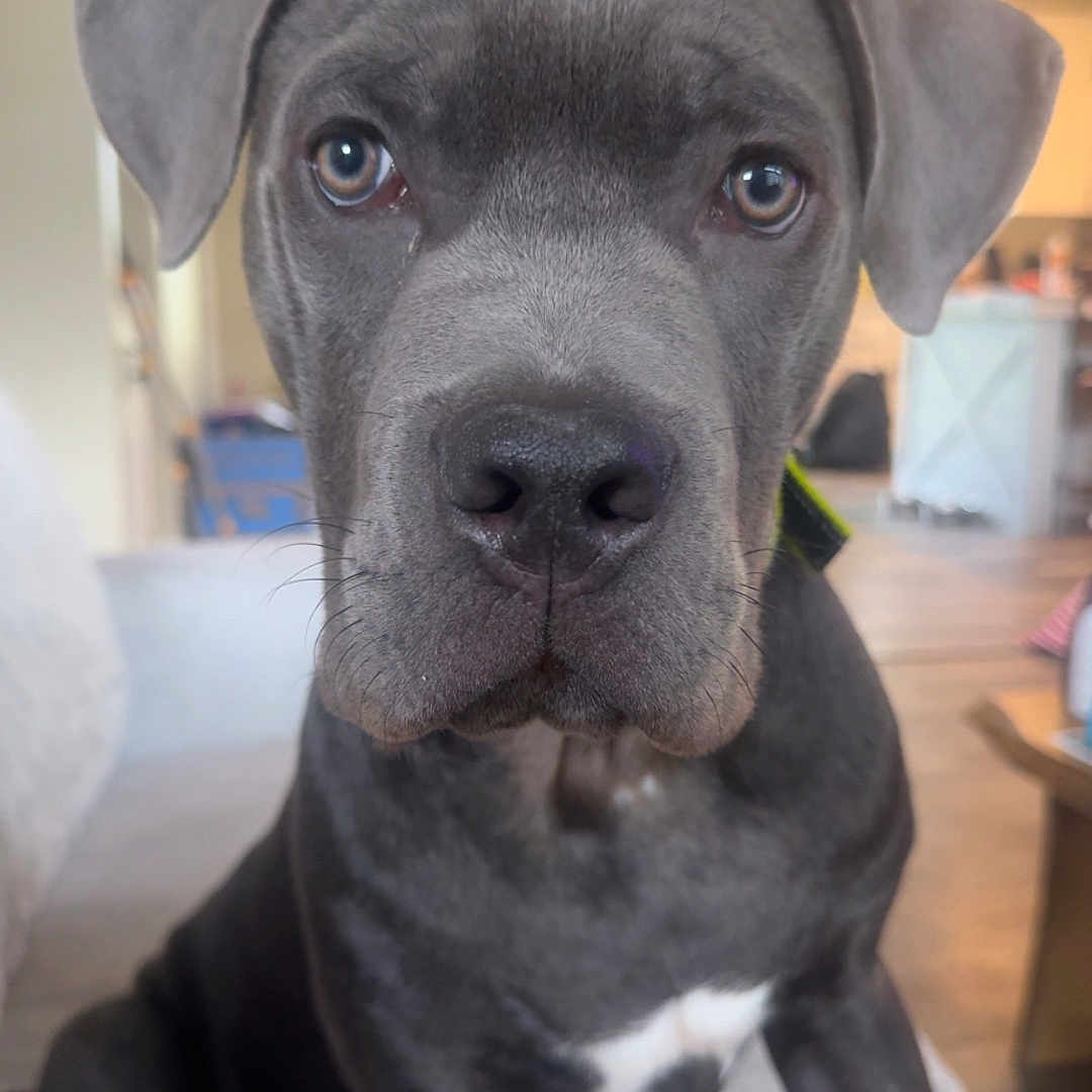 Diesel joined the competition — help win amazing prizes! animal, canine, close_up, companion, couch, cute, dog, domestic, ears, eyes, friendly, fur, grey, indoor, living_room, mammal, pet, portrait, sitting, snout