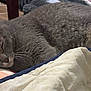 Smokey joined the competition — help win amazing prizes! cat, gray_cat, sleeping, bed, blanket, indoor, pet, fur, whiskers, relaxation, cozy, domestic, resting, feline, soft, quiet, comfort, animal, household, nap