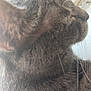 Smokey is registered to the contest to win money with this photo: cat, gray_cat, close_up, side_profile, whiskers, fur, pet, animal, indoors, window, blurred_background, texture, mammal, feline, looking, domestic_cat, portrait, soft_light, quiet, calm