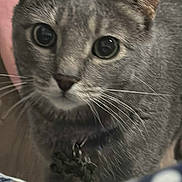 Smokey joined the competition — help win amazing prizes! cat, gray_cat, whiskers, collar, pet, close_up, curious, indoor, animal, feline, face, eyes, tabby, domestic_cat, fur, portrait, looking, cute, mammal, pet_accessory
