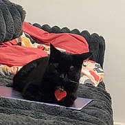 Morticia is registered to the contest to win money with this photo: animal, black_cat, blanket, cat, colorful_blanket, couch, cozy, domestic, furniture, furry, gray_blanket, heart_tag, home, indoor, laptop, pet, relaxed, resting, soft, wall