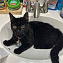 Morticia is registered to the contest to win money with this photo: animal, bathroom, black_cat, bottle, cat, cleaning_product, collar, countertop, curious, domestic_animal, faucet, hand_cream, indoor, pet, sink, tag, toiletries, wet_fur, white_sink, wide_eyes