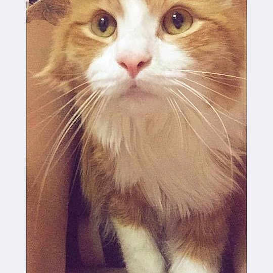 Josh