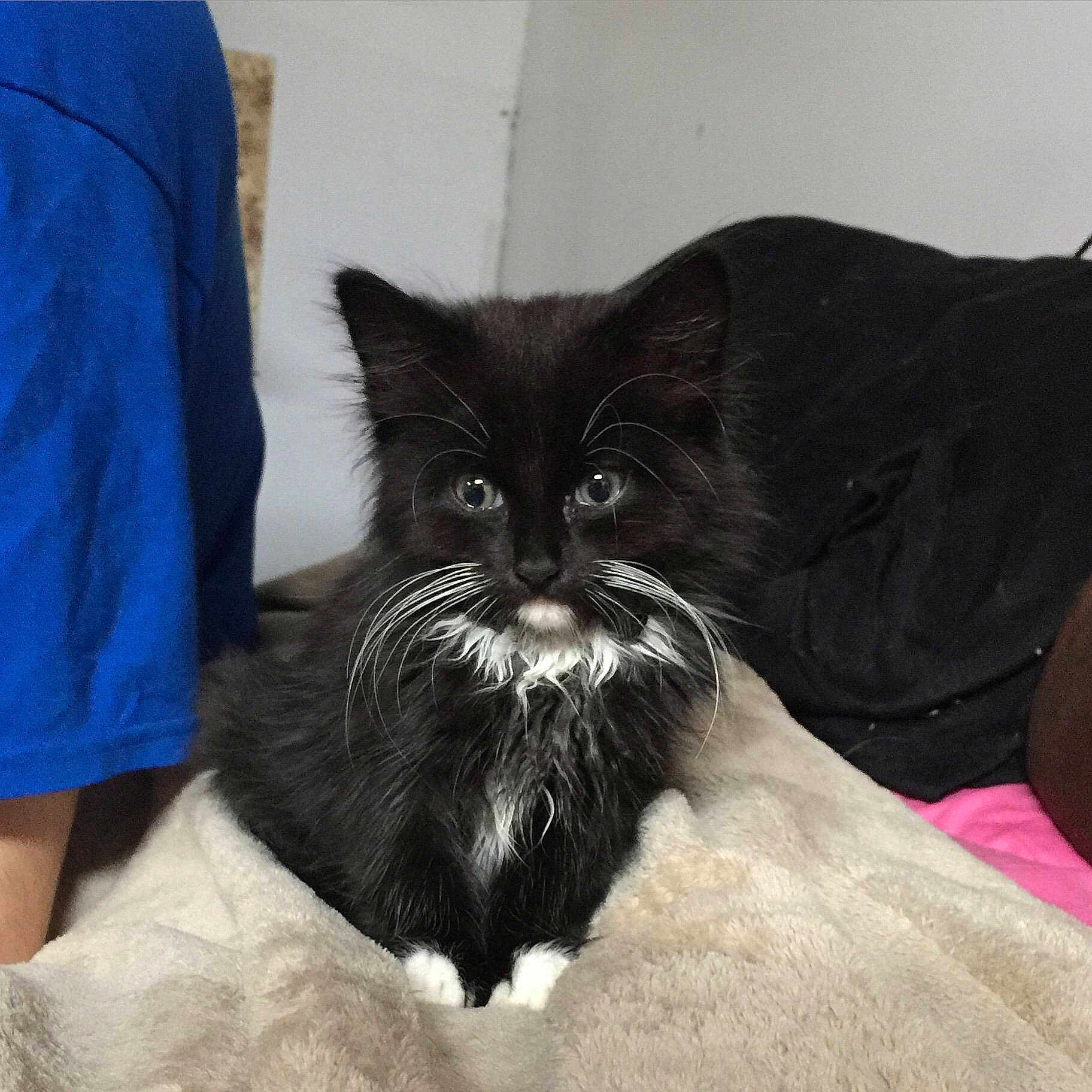 Oreo is registered to the contest to win money with this photo: